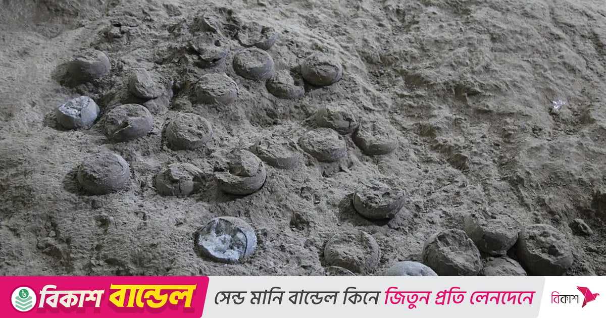 ৮ কোটি ৬০ লাখ বছরের পুরোনো ডাইনোসরের ডিমের সন্ধান