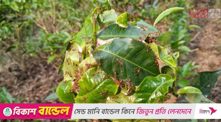 প্রকৃতির কীটনাশক পিঁপড়া