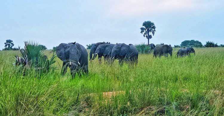 উগান্ডার ন্যাশনাল পার্কে বন্যপ্রাণীর অন্যরকম দৃশ্য