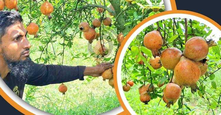 চাকরির পেছনে না ছুটে আনার চাষে সফল আবদুল্লাহ